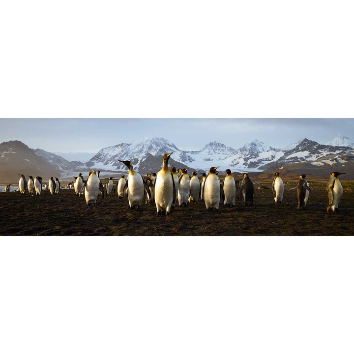 The March of the Penguins, St. Andrew's Bay, South Georgia - Fine Art Print
