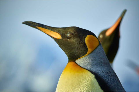 Close portrait of a King Penguin with vivid orange and yellow plumage at St. Andrew's Bay, South Georgia, a second penguin visible behind