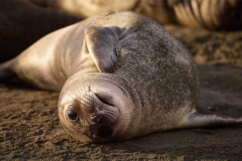 Elephant seal weaner on the beach at St. Andrew's Bay, South Georgia, fine art wildlife photograph by Peter Cox