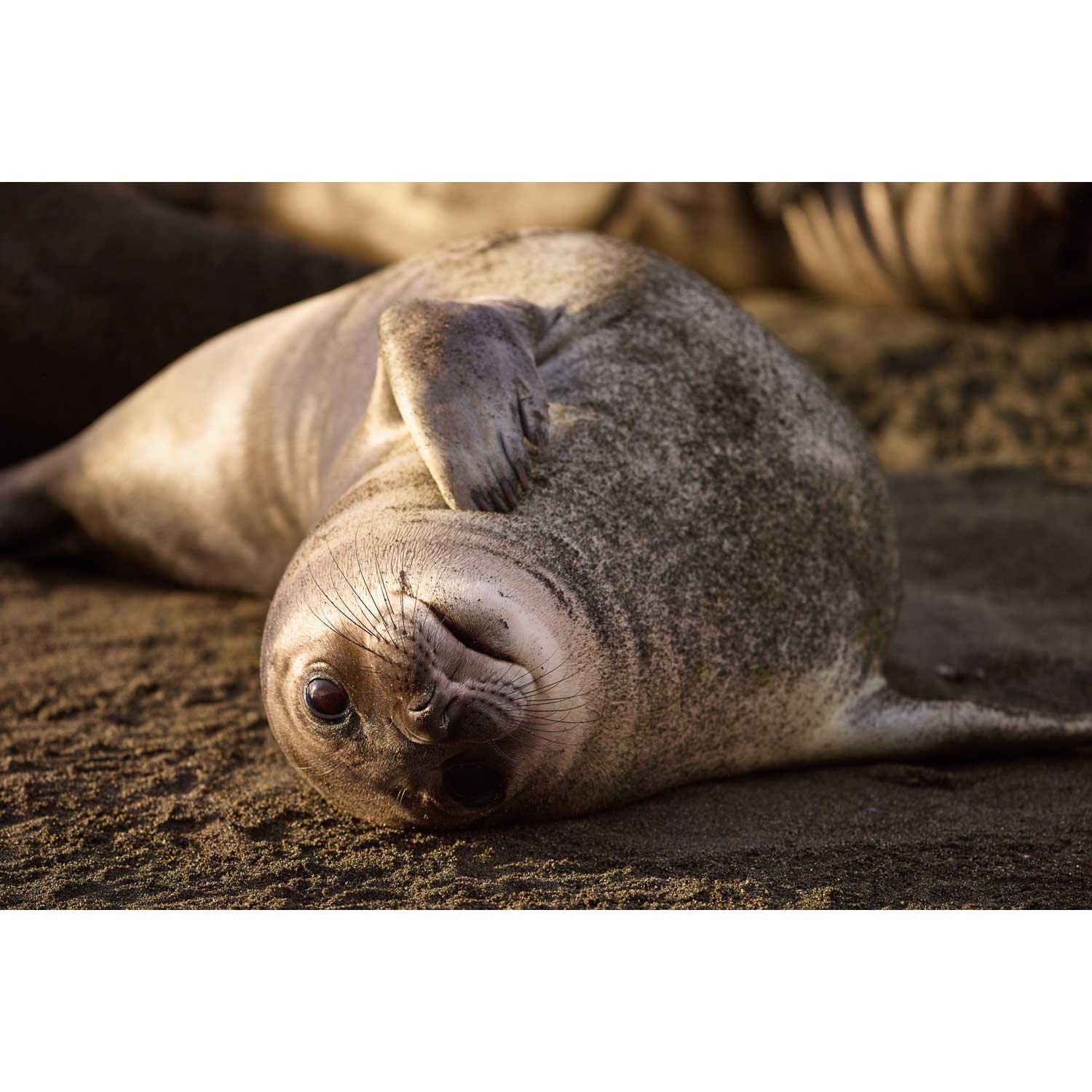 Elephant Seal Weaner, St. Andrew&