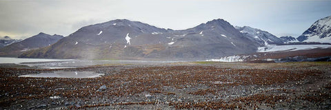 Thousands of king penguins gathered at St Andrew's Bay with rugged hills and glaciers beyond, South Georgia