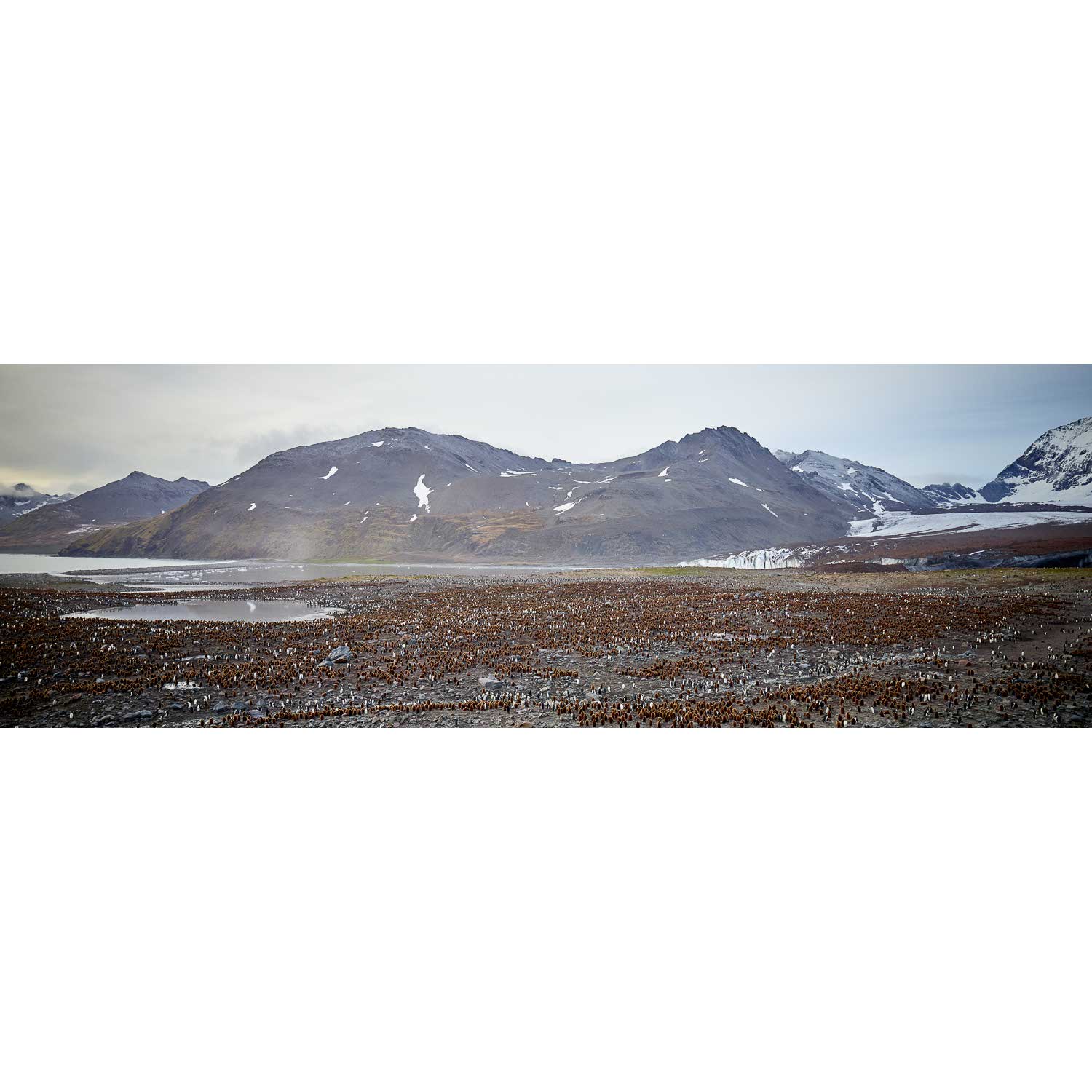 King Penguin Colony, St. Andrew&