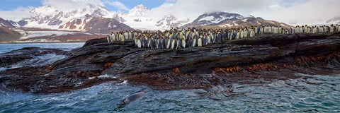 King penguins packed on a dark kelp-draped rock watching a leopard seal in the water below at St. Andrew's Bay, snow-capped mountains behind