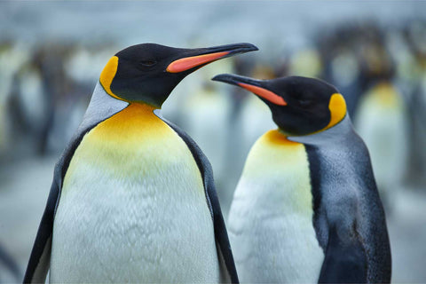Two king penguins in close-up at South Georgia, vivid yellow and orange plumage against a softly blurred colony behind