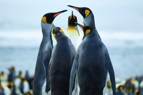 Four king penguins with beaks raised in animated conversation at Gold Harbour, South Georgia, colony stretching behind them to the grey sea