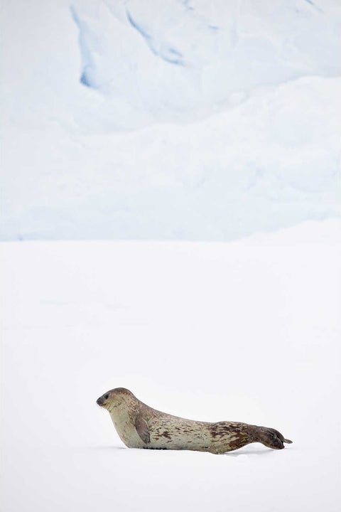Weddell seal resting alone on white ice at Portal Point with soft blue glacial ice behind, Antarctic Peninsula