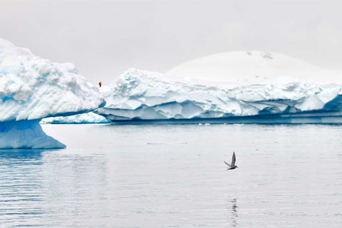 Antarctic tern in flight over Cuverville Island with icebergs, fine art wildlife photograph by Peter Cox