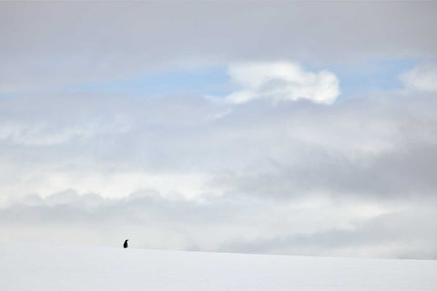 A solitary penguin standing on a snowy ridge at Cuverville Island, Antarctic Peninsula