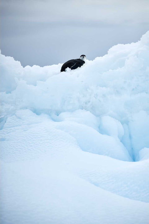 Chinstrap penguin resting on an iceberg near Cuverville Island, Antarctic Peninsula, fine art wildlife photograph by Peter Cox