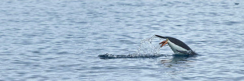 Penguin diving into Antarctic waters at Cuverville Island, fine art wildlife photograph by Peter Cox