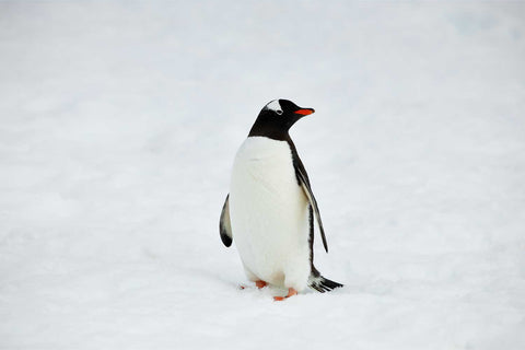 Gentoo penguin portrait at Cuverville Island, Antarctic Peninsula, fine art wildlife photograph by Peter Cox