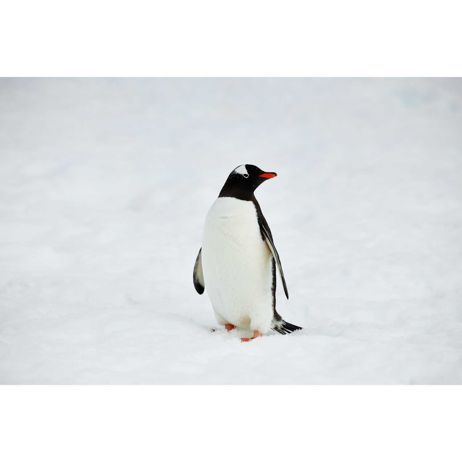 Gentoo Penguin, Cuverville Island, Antarctic Peninsula