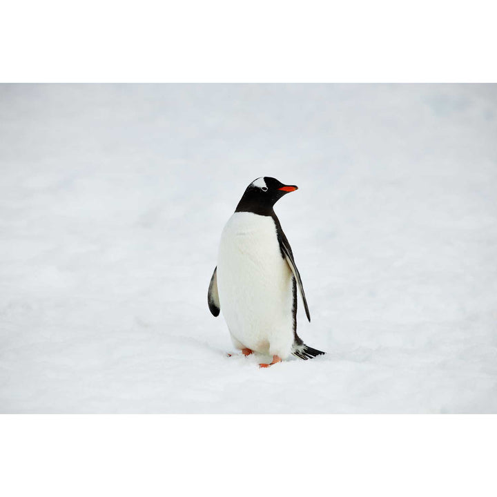 Gentoo Penguin, Cuverville Island, Antarctic Peninsula