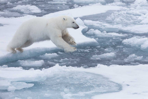 Polar bear caught mid-leap between ice floes in the Barents Sea, soft whites and blues of the Arctic ice field surrounding it