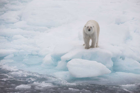 Polar bear standing confidently on cracked sea ice in the Barents Sea, vast expanse of icy blues and whites stretching around it