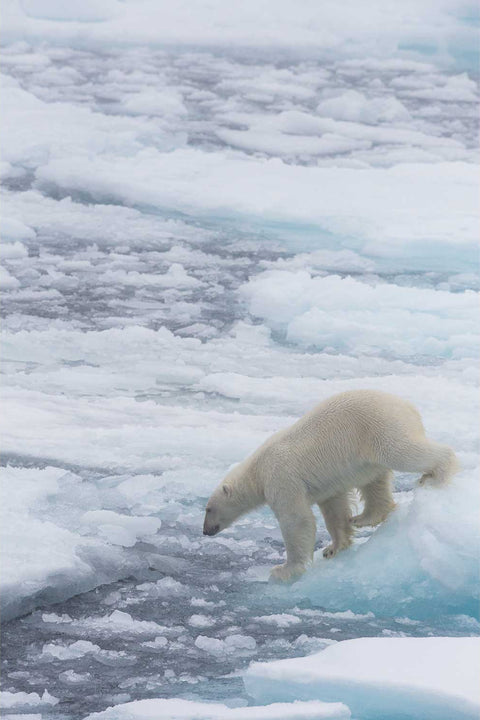 Polar bear navigating through a labyrinth of sea ice floes in the Barents Sea, creamy fur contrasting with blue-white ice patterns