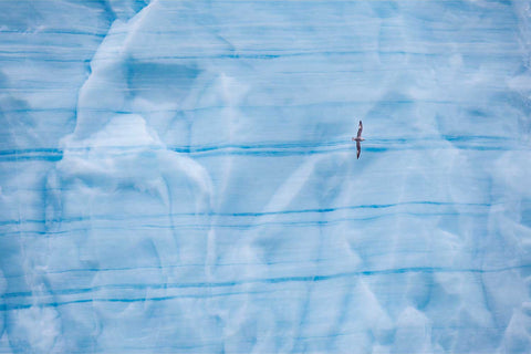 Fulmar flying against Brasvellbreen ice wall, Svalbard, fine art wildlife photograph by Peter Cox