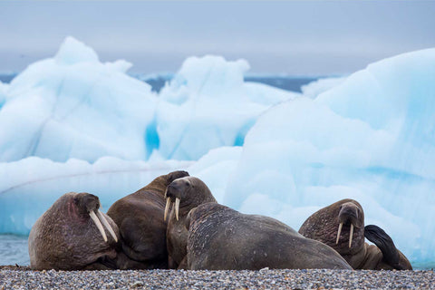Group of walruses resting on a pebbly Svalbard beach with blue icebergs in the background
