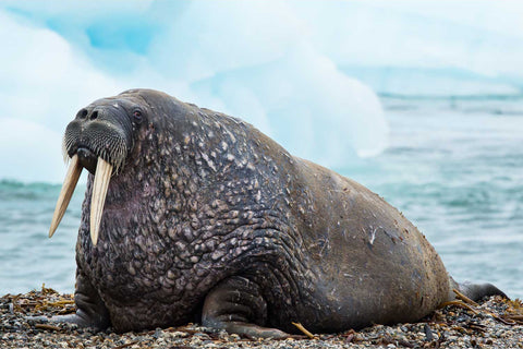Large walrus hauled out on gravel with pale blue glacial ice behind it, Svalbard