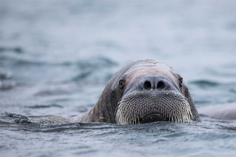 Close-up portrait of a walrus surfacing from cold grey Svalbard waters, whiskers dripping