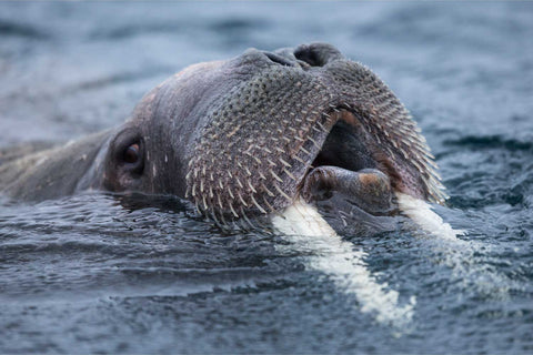 Close-up of a walrus surfacing in cold Svalbard waters showing bristled muzzle and tusks, fine art wildlife photograph by Peter Cox