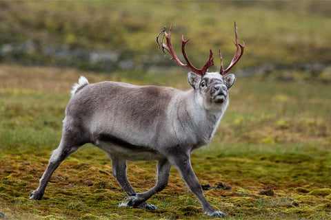 Svalbard reindeer striding across mossy Arctic tundra with deep red velvet-covered antlers, glancing back at the camera