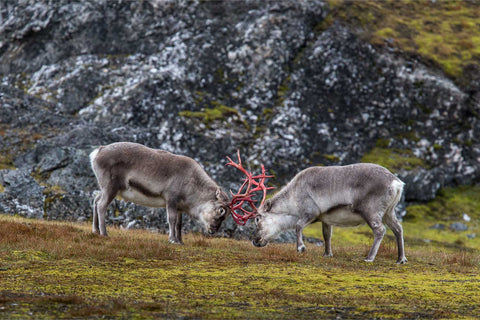 Two Svalbard reindeer with vivid red antlers locked in combat on Arctic tundra with a dark rocky hillside behind