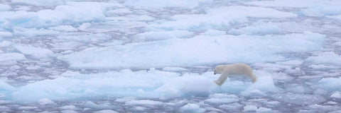 Lone polar bear picking its way across broken blue-tinged sea ice in the vast Barents Sea near Svalbard under flat cool light