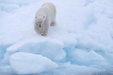 Polar bear walking purposefully toward the camera across deep blue-white sea ice in the Barents Sea near Svalbard