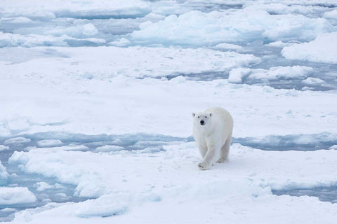 Polar bear on pack ice in the Barents Sea looking directly at camera, Svalbard, fine art wildlife photograph by Peter Cox