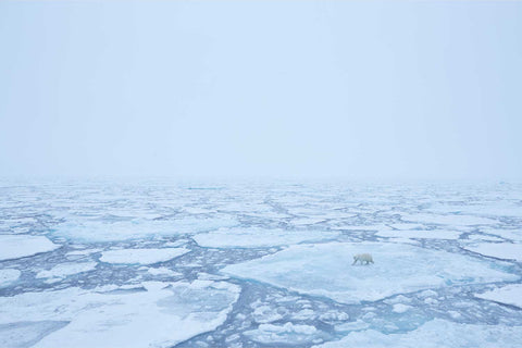 Polar bear moving across misty broken pack ice in the Barents Sea, almost invisible against the pale blue-white Arctic landscape