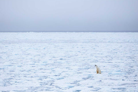 Solitary polar bear sitting on vast sea ice with nose raised, surrounded by white and pale blue Arctic landscape in the Barents Sea