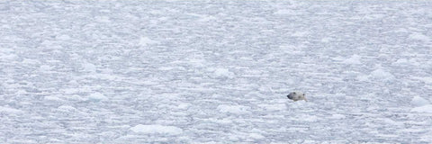 Polar bear swimming through broken sea ice in the Barents Sea, surrounded by vast mosaic of fractured white ice floes