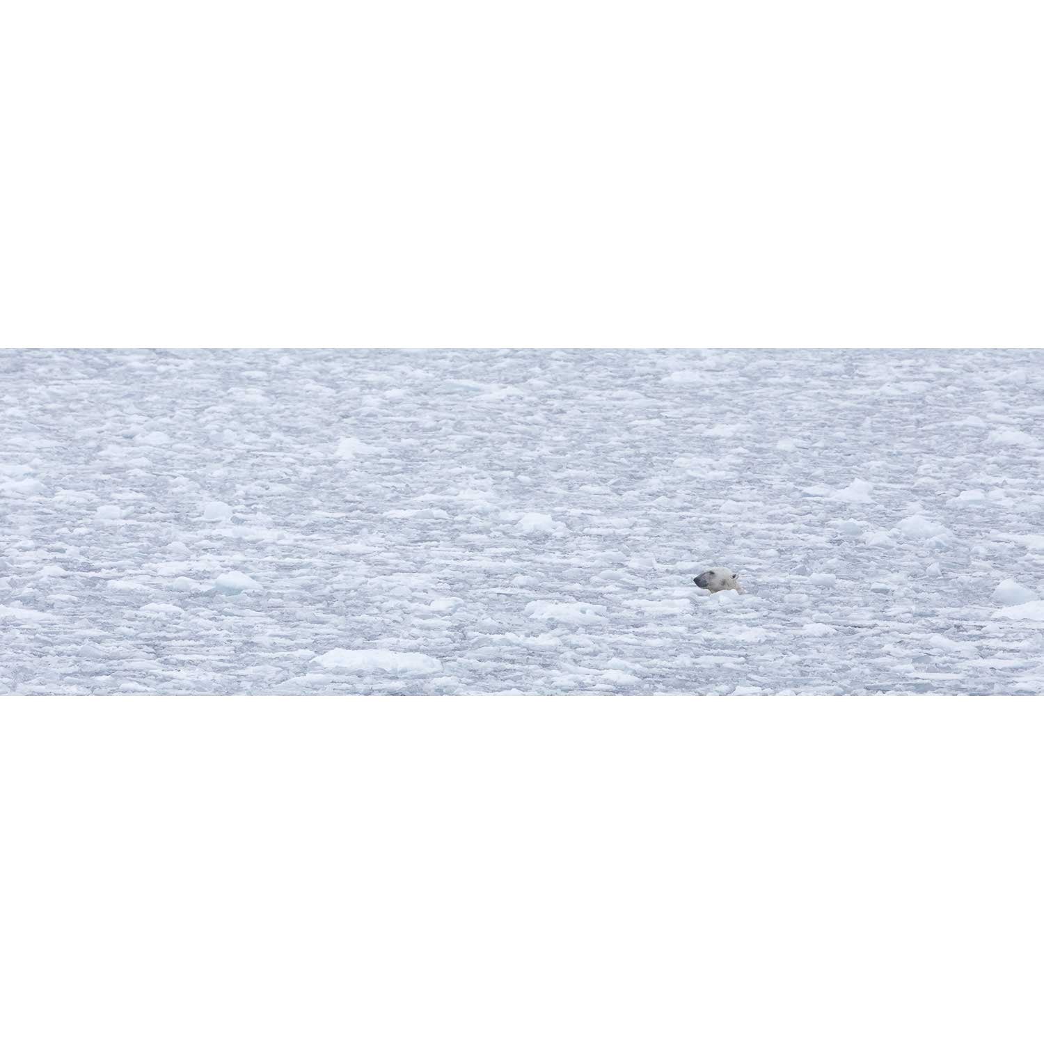 Polar Bear Plunge, Barents Sea