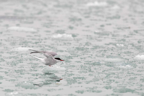 Arctic tern resting on sea ice in Svalbard — fine art wildlife photograph by Peter Cox