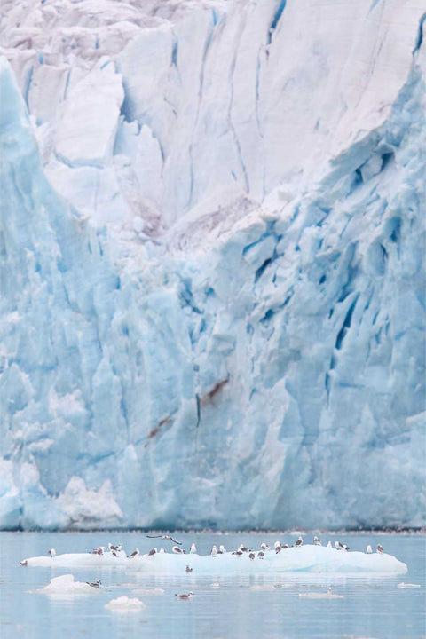 Kittiwakes resting on a small ice floe before a towering grooved glacier face in Svalbard