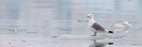 Kittiwake standing on brash ice in calm pale blue waters with a glacier face softly visible behind, Svalbard