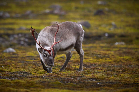 Curious Svalbard reindeer looking at camera on arctic tundra, Svalbard, fine art wildlife photograph by Peter Cox