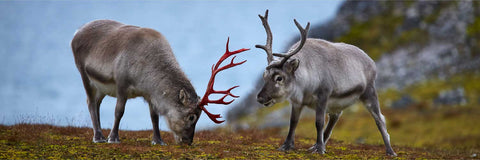Young Svalbard reindeer grazing peacefully on Arctic tundra in Spitsbergen with antlers against the muted landscape