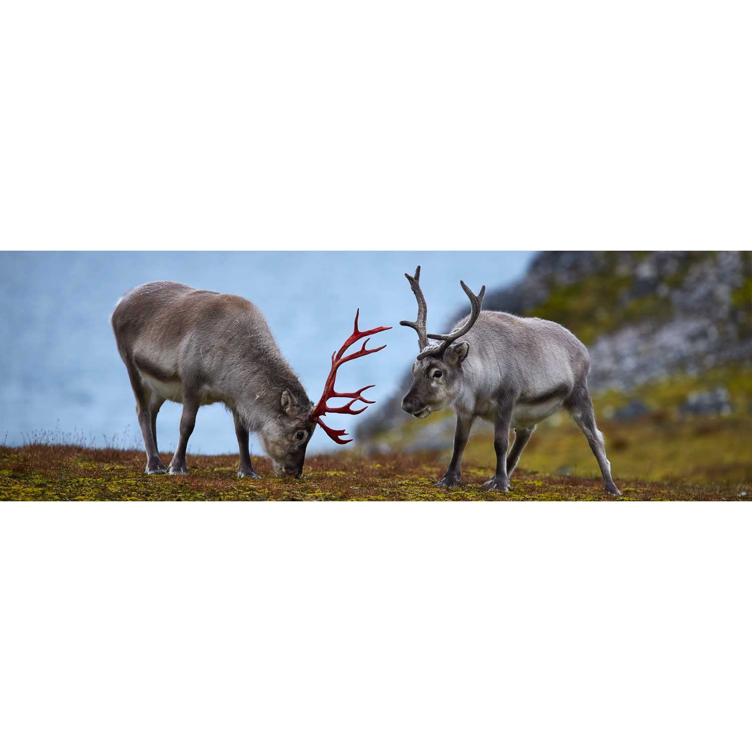 Svalbard Reindeer, Spitsbergen