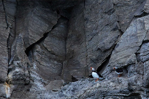 Two Atlantic puffins perched on a ledge of dark layered rock face in Svalbard, their orange beaks bright against grey stone