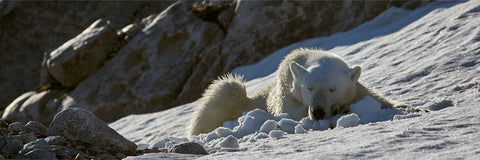 Polar bear sleeping stretched out on a snow slope in soft Arctic summer light, dark rocks behind, Svalbard