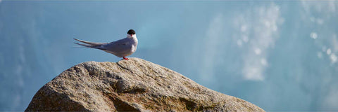 Arctic tern perched on a boulder with glacial ice behind, Svalbard — fine art wildlife photograph by Peter Cox