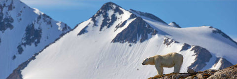 Lone polar bear silhouetted on a rocky ridge against snow-covered mountains in Svalbard