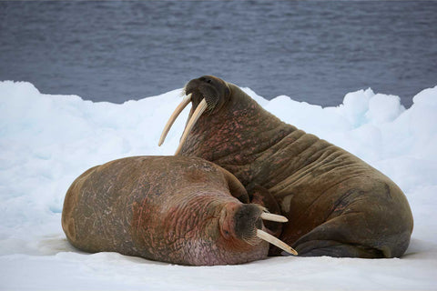 Two walruses basking on a snow-covered ice floe in the Arctic waters of Svalbard