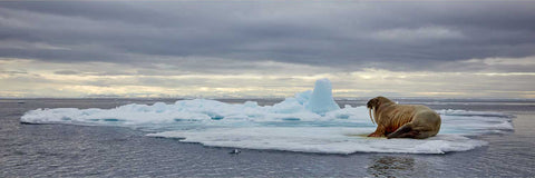 Solitary walrus resting on a drifting ice floe in the vast Arctic waters of Svalbard