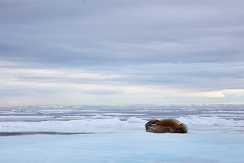 Walrus covering its face with a flipper on an Arctic ice floe north of Svalbard