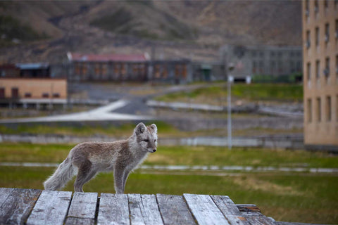 Arctic fox walking through the abandoned Soviet mining town of Pyramiden, Svalbard