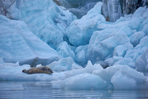 Bearded seal resting on an ice floe near a glacier, Svalbard — fine art wildlife photograph by Peter Cox