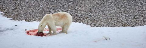 Young polar bear feeding on the ice with an ivory gull waiting nearby, Svalbard, fine art wildlife photograph by Peter Cox
